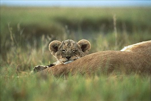 非洲狮,狮子,三个,老,幼兽,睡觉,腿,恩格罗恩格罗,保护区,坦桑尼亚