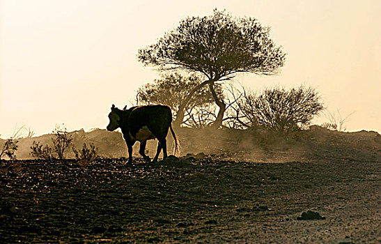 母牛,澳大利亚,内陆地区,日落,北领地州