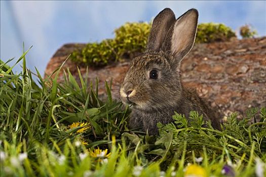 褐色,宠物,兔子,坐,正面,花,草地