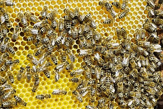 蜜蜂,新鲜,蜂窝,蜂蜜,上半身,就绪,拿,向上,蛋