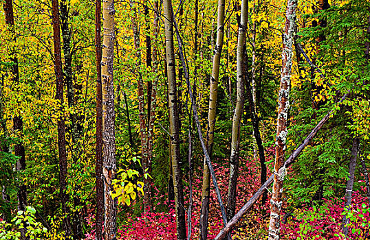 树,林下叶层,秋天,楚加奇州立公园,阿拉斯加