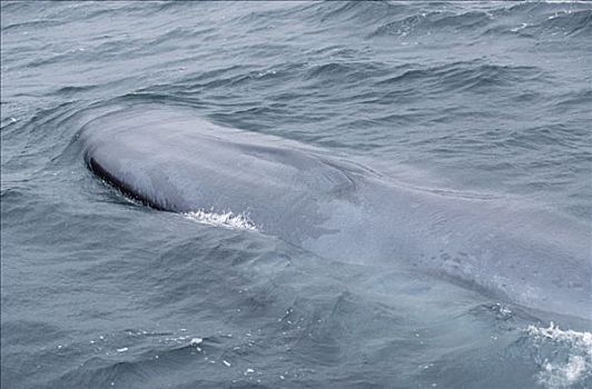 蓝鲸,展示,特写,呼吸孔,科特兹海,墨西哥