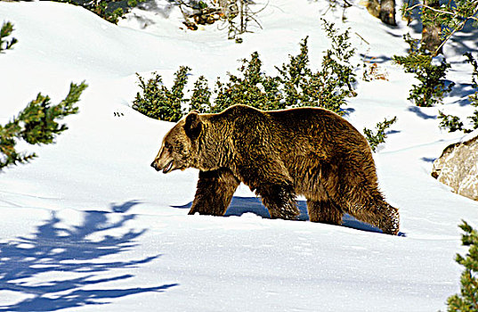 法国,棕熊,雪中
