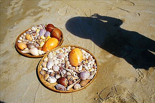 海螺壳,出售,中国,海滩,岘港,越南