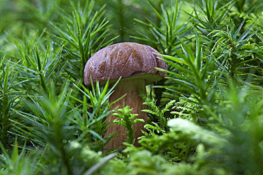 蘑菇,牛肝菌,褐色,帽,德国