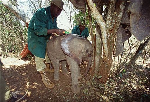 非洲象,看护,施用,防晒霜,两个,星期,老,孤儿,东察沃国家公园,肯尼亚