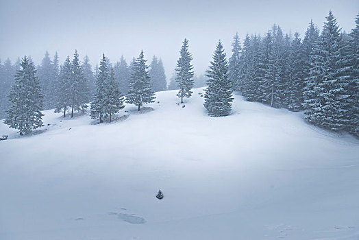 奥地利,蒙塔丰,积雪,冬日树林