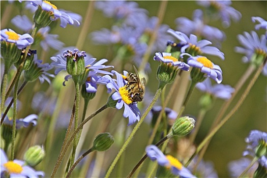 蜜蜂,蓝色背景,花