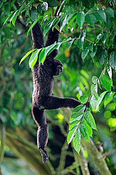 长臂猿,敏捷,成年,树上,新加坡,亚洲