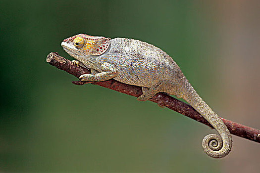 雌性,觅食,马达加斯加,非洲