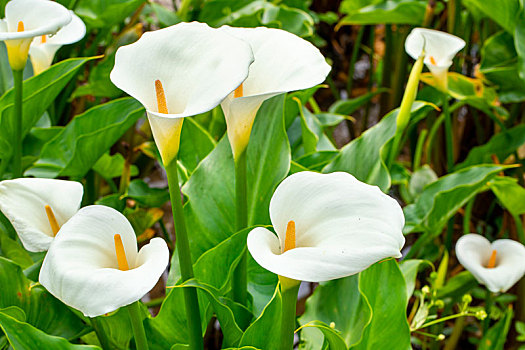 特写春天海芋公园里的白色海芋