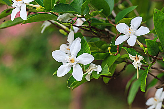 栀子,花