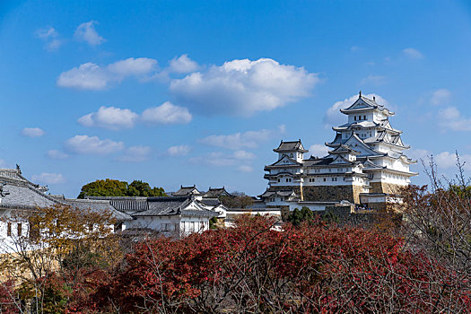 日本,姬路城堡,枫树