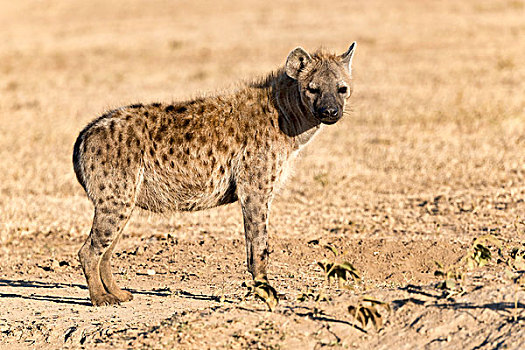 斑鬣狗,自然保护区,肯尼亚,非洲