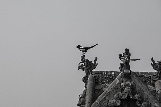 王家大院屋顶停留的小鸟