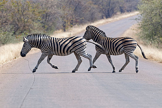 斑马,马,快,道路,克鲁格国家公园,南非,非洲