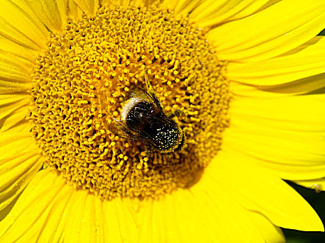 特写,大黄蜂,中间,向日葵