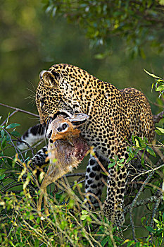 豹,捕食,树上,马赛马拉国家保护区,肯尼亚