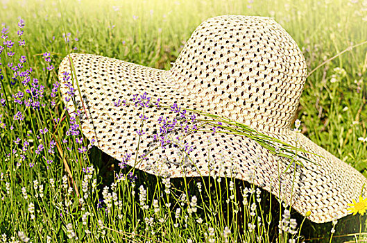 夏天,帽子,上方,熏衣草,阳光