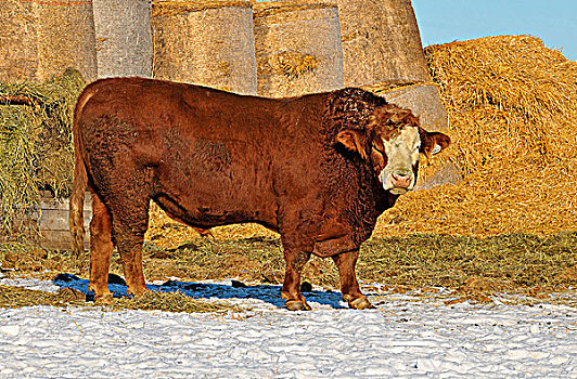 图像,破旧,成年,公牛,站立,饲育场,乡村,艾伯塔省,加拿大
