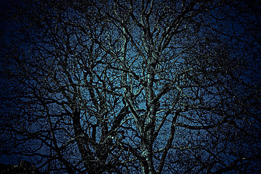 树,暗色
