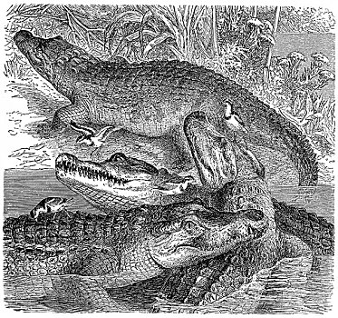 历史,尼罗鳄,19世纪