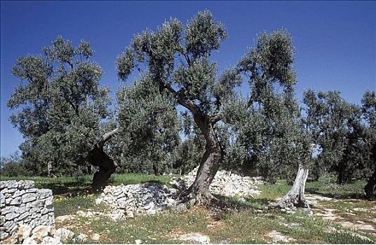 橄榄树,阿普利亚区,农业,意大利,欧洲