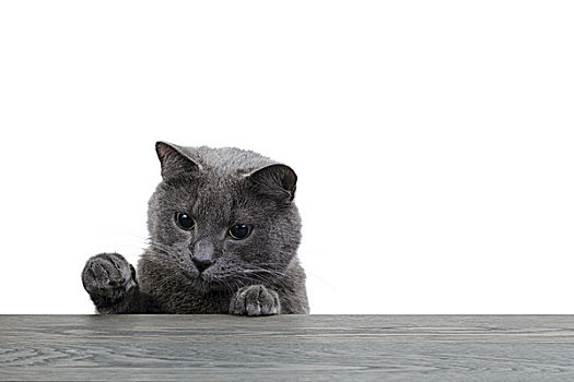 灰色,猫,看,木条板,白色,留白
