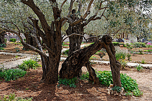 橄榄树,欧橄榄,花园,橄榄,耶路撒冷,以色列,中东