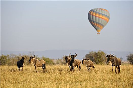 热气球,高处,牧群,角马,肯尼亚,东非