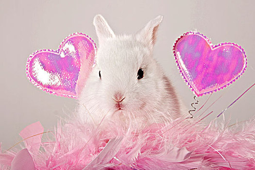 年轻,迷你兔,粉色,羽毛