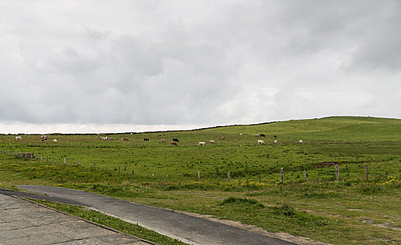 母牛,放牧,农田,地点,爱尔兰