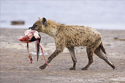 斑鬣狗,小红鹳,捕食,纳库鲁湖,大裂谷,肯尼亚