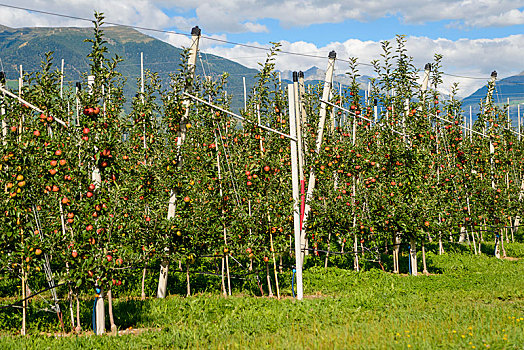 苹果树,苹果,种植园,特兰迪诺,南蒂罗尔,意大利,欧洲