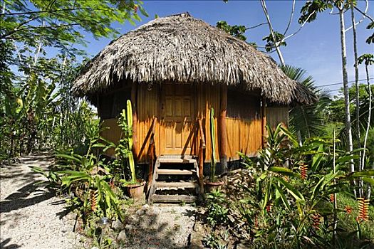 平房,茅草屋顶,热带森林,伯利兹,中美洲,加勒比海