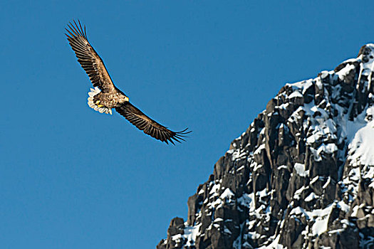 白尾鹰,白尾海雕,飞行,罗弗敦群岛,挪威,欧洲