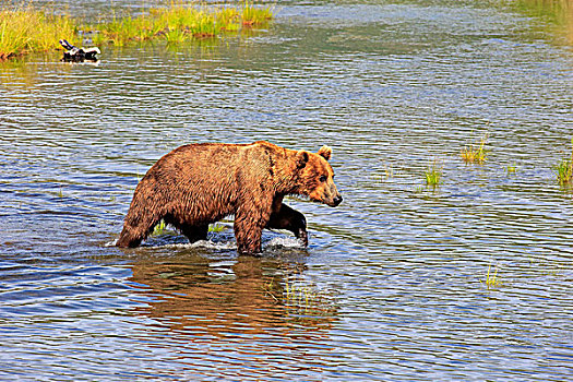 大灰熊,棕熊,成年,水岸,觅食,布鲁克斯河,卡特麦国家公园,保存,阿拉斯加,美国,北美