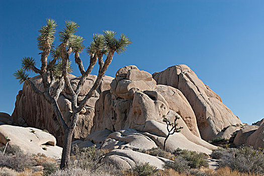 丝兰,树,岩石构造,棕榈泉,加利福尼亚,美国
