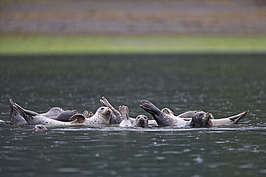 斑海豹,休息,浅,湾,下雨,早晨,靠近,东南阿拉斯加,夏天
