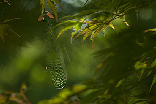 蜘蛛网,悬挂,枝头
