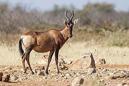埃托沙国家公园,纳米比亚,非洲