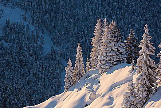 冬日树林,兰格丽斯,巴伐利亚,上巴伐利亚,德国