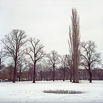 公园,冬天