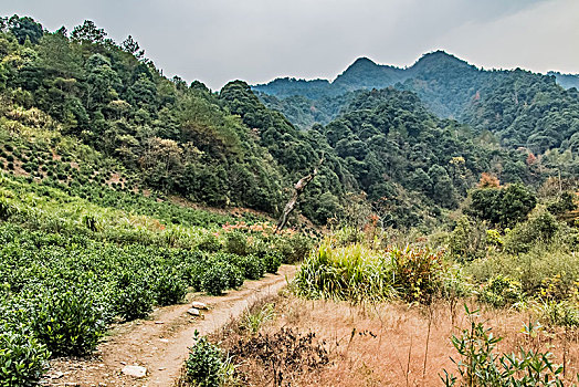 江西省婺源县山区原始森林自然环境景观