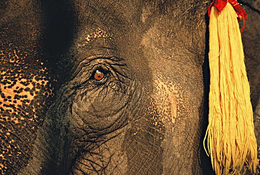 泰国,大象,眼,大幅,尺寸