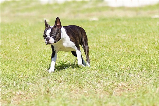 波士顿犬