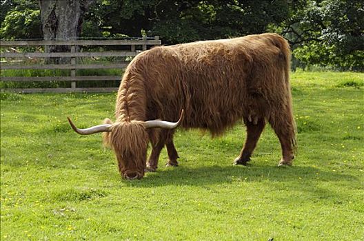 苏格兰,高原牛,放牧,草场,英国,欧洲