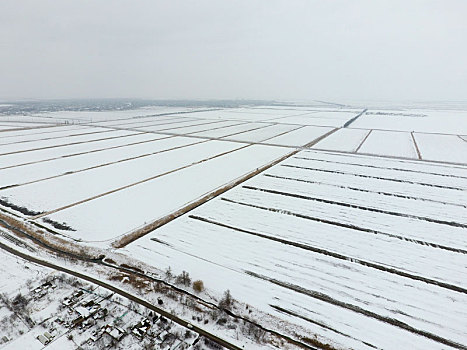 俯视,耕地,冬天,地点,小麦,雪地