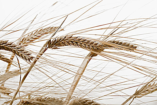 大麦,白色背景,瑞典