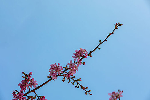 春暖花开樱花背景图